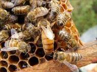 تحقیق اصلاح نژاد زنبور عسل